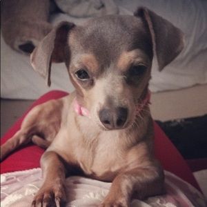 Meet your Posher, Molly